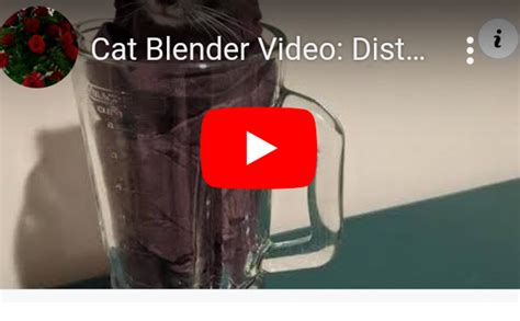 cat x blender reddit|cat blender video reddit.